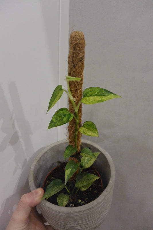 Epipremnum pinnatum 'Yellow Mint'