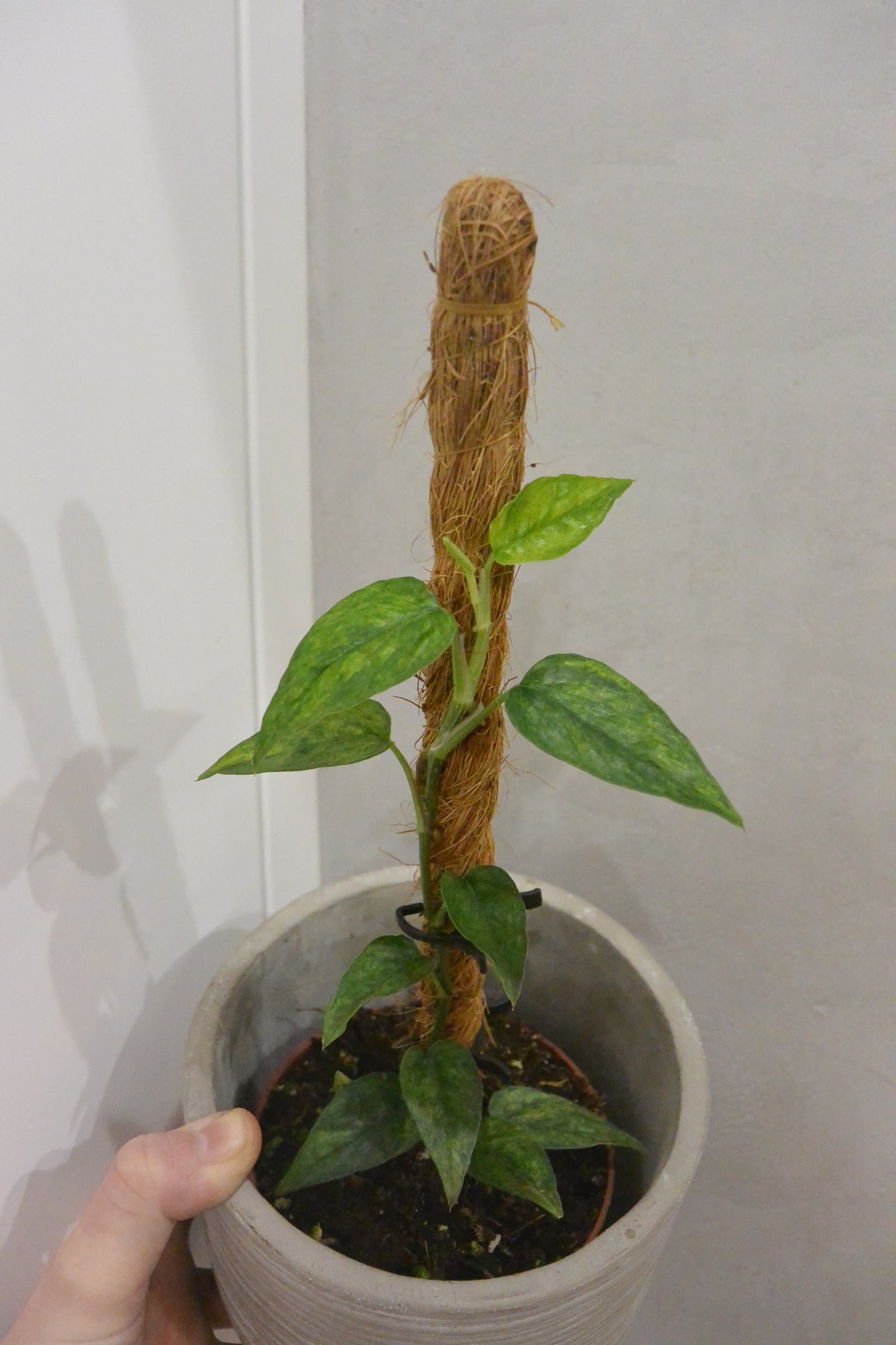 Epipremnum pinnatum 'Yellow Mint'