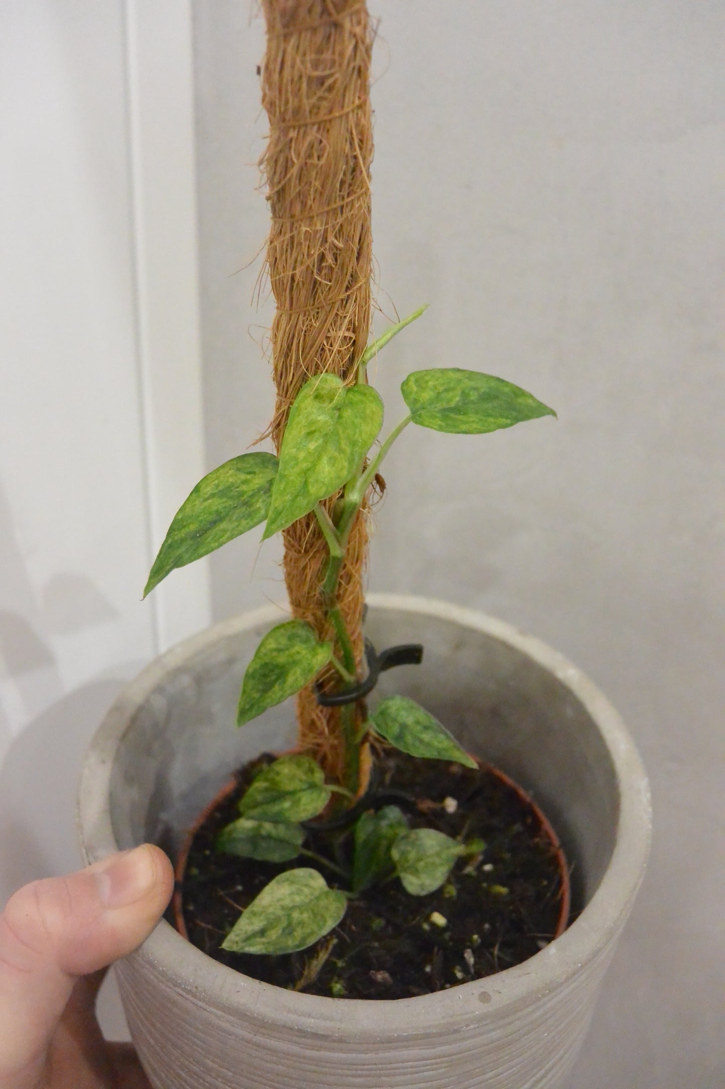 Epipremnum pinnatum 'Yellow Mint'