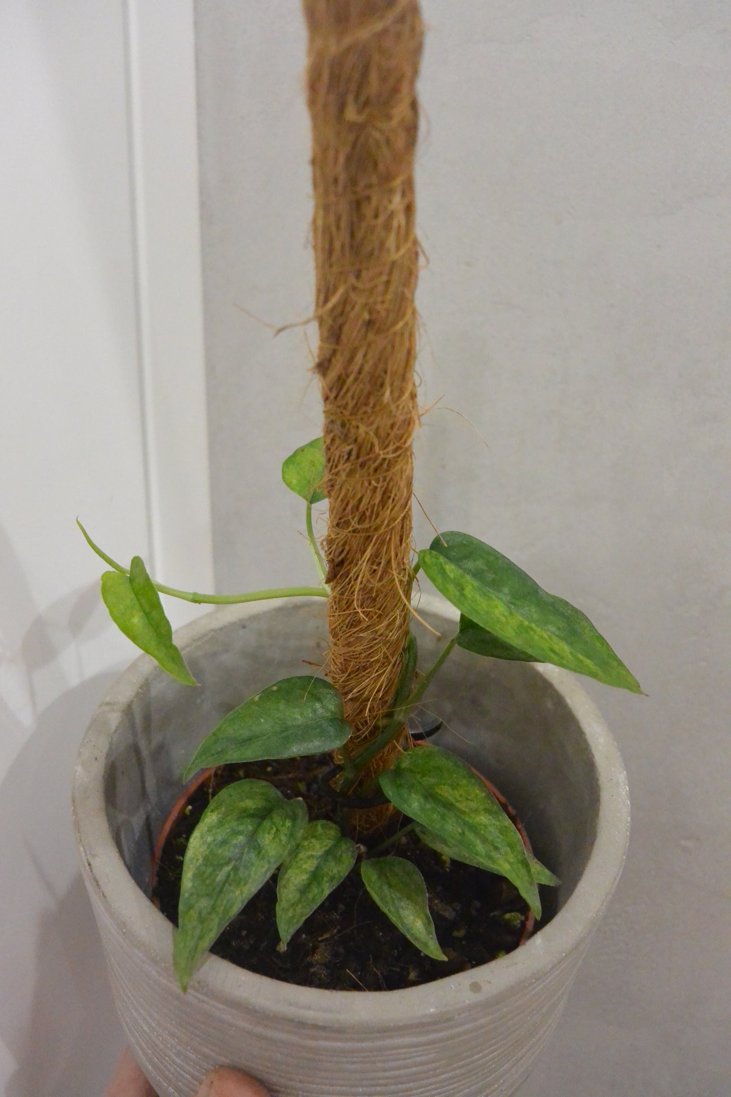 Epipremnum pinnatum 'Yellow Mint'