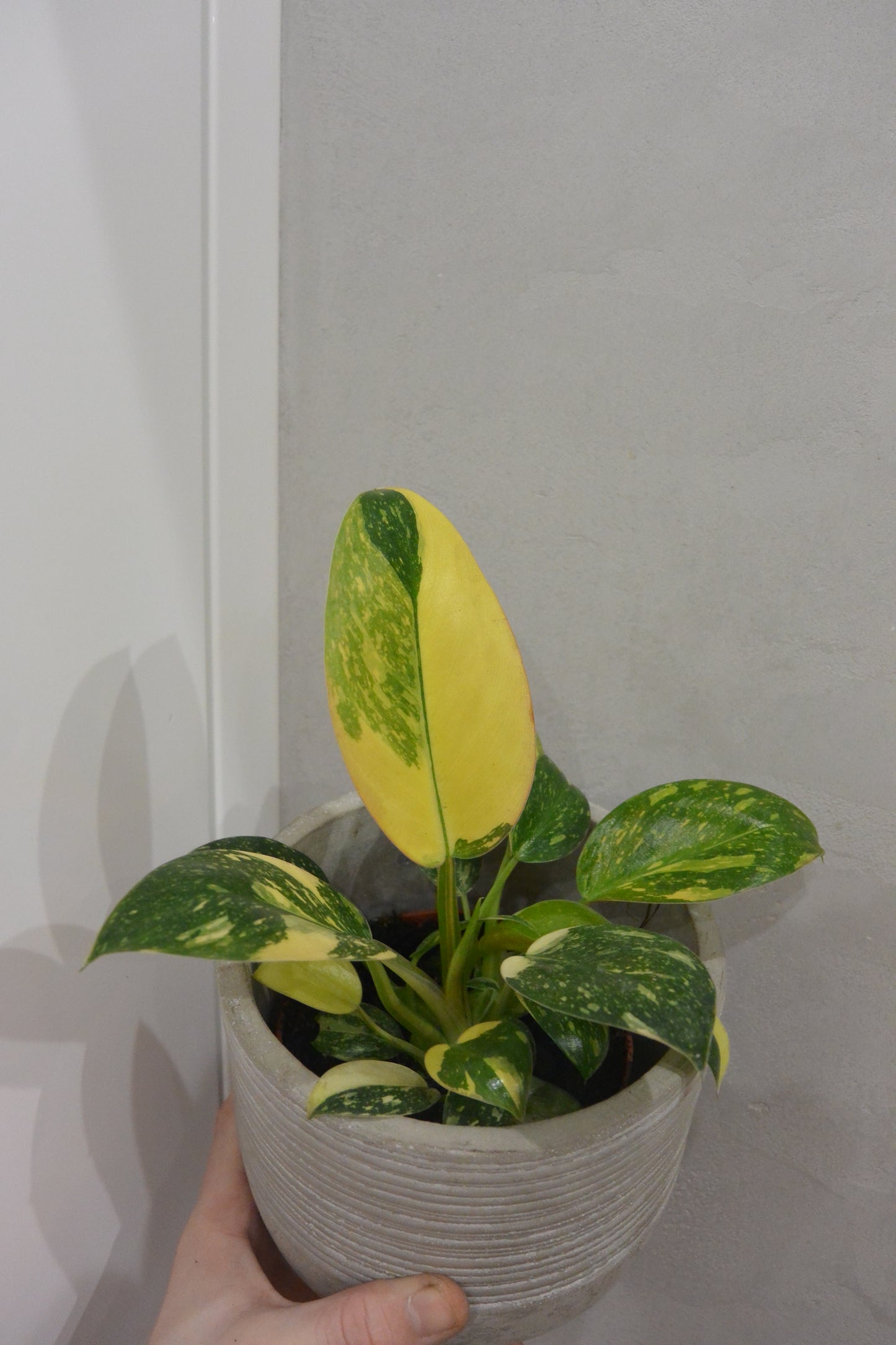 Philodendron Green Congo Variegata