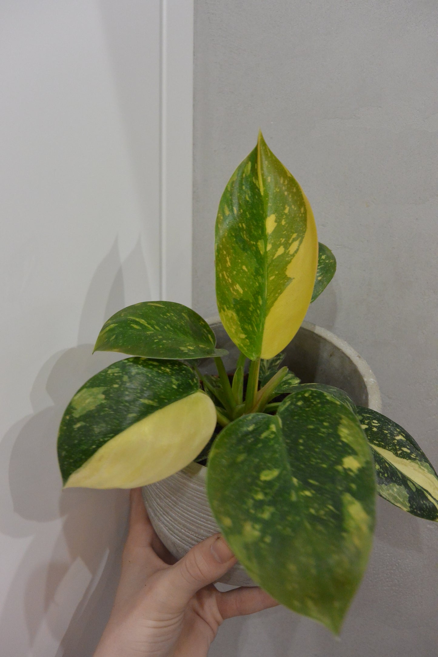 Philodendron Green Congo Variegata