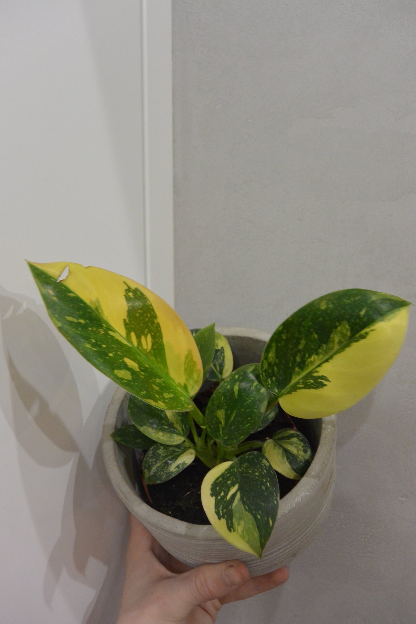 Philodendron Green Congo Variegata
