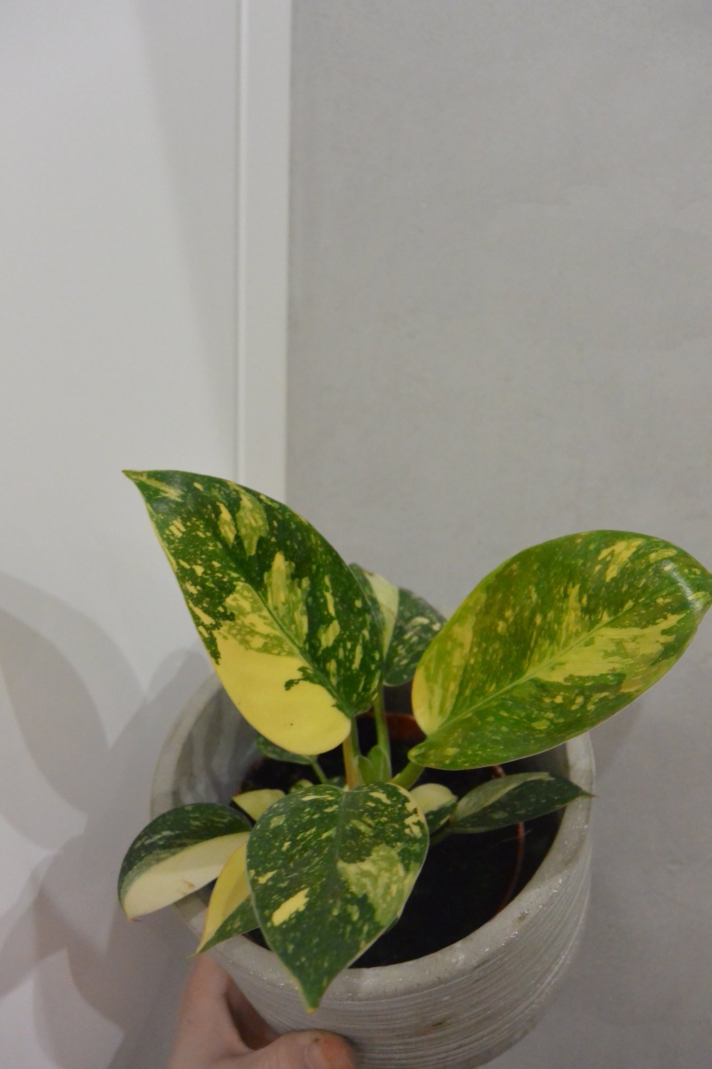 Philodendron Green Congo Variegata