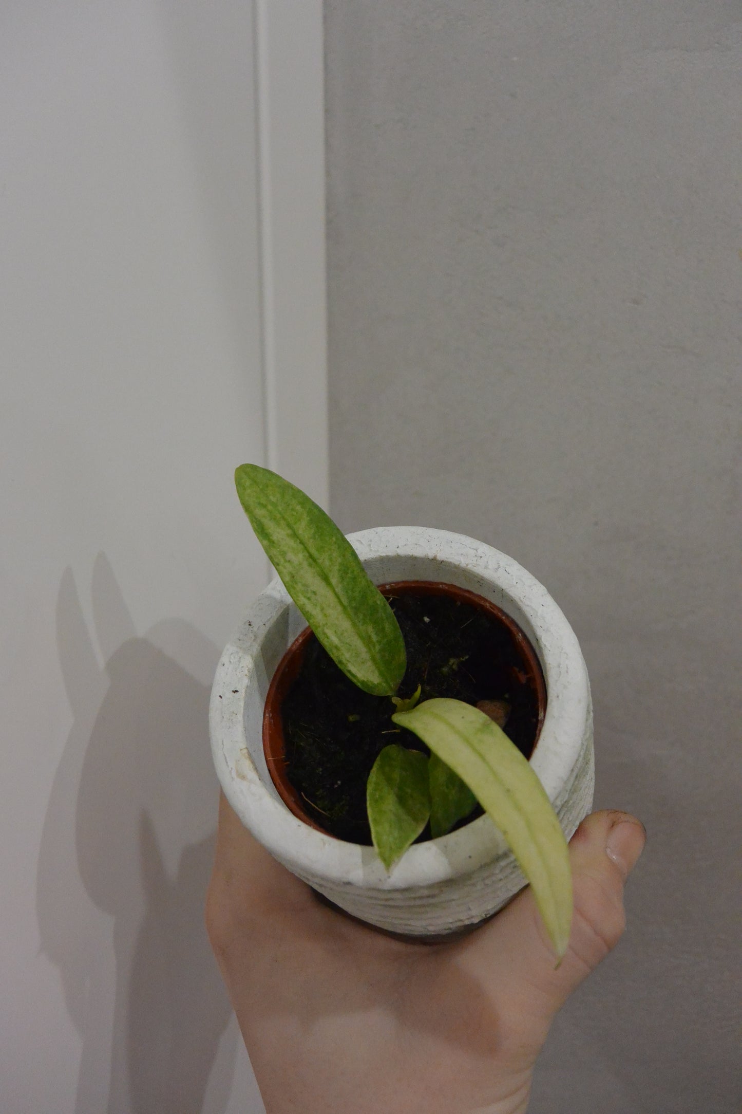 Anthurium Vittarifolium variegated
