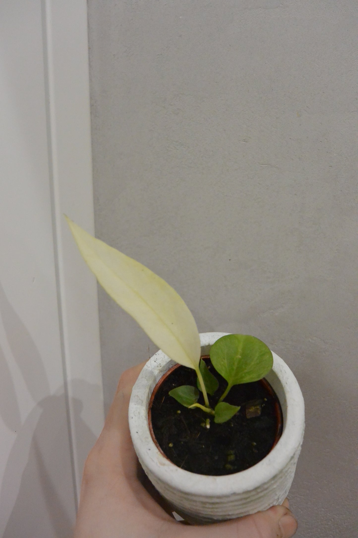 Anthurium Vittarifolium variegated
