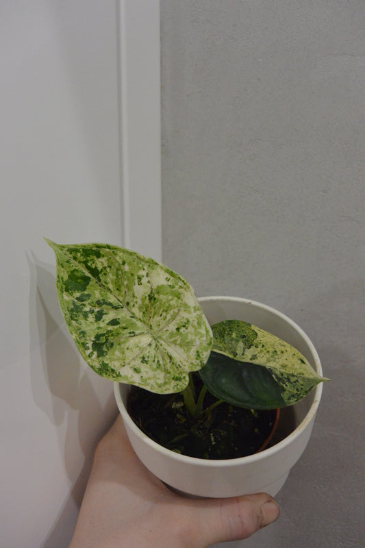 Alocasia 'Dragon Scale Mint'