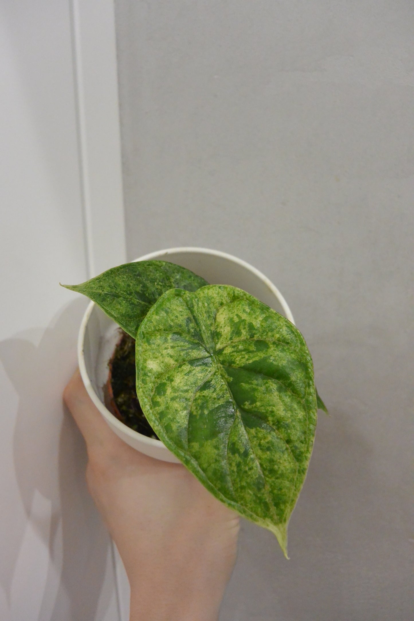 Alocasia 'Dragon Scale Mint'