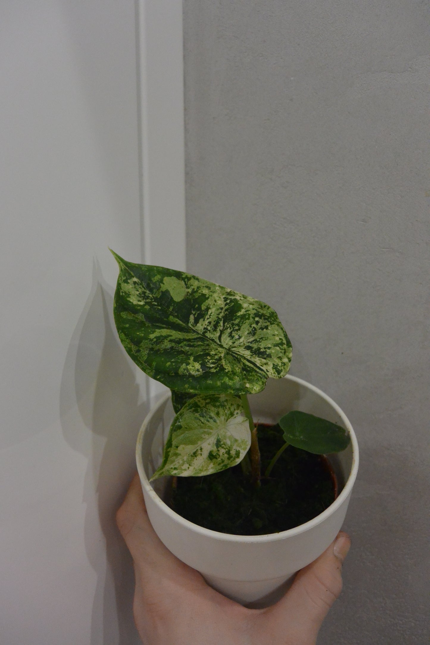 Alocasia 'Dragon Scale Mint'