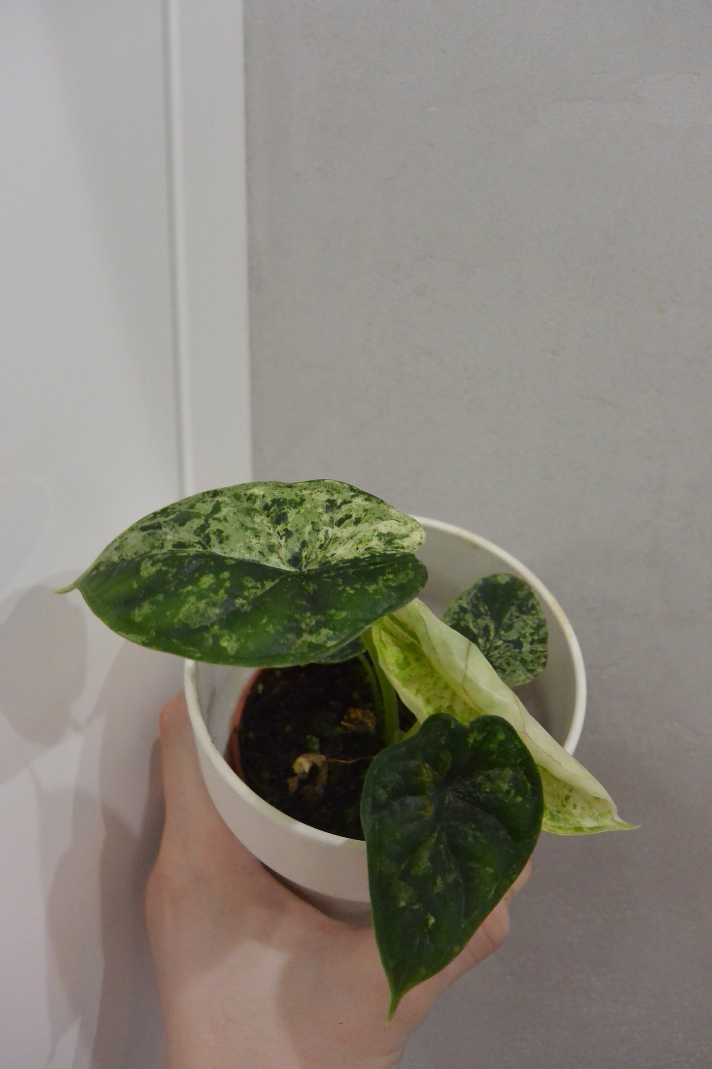 Alocasia 'Dragon Scale Mint'