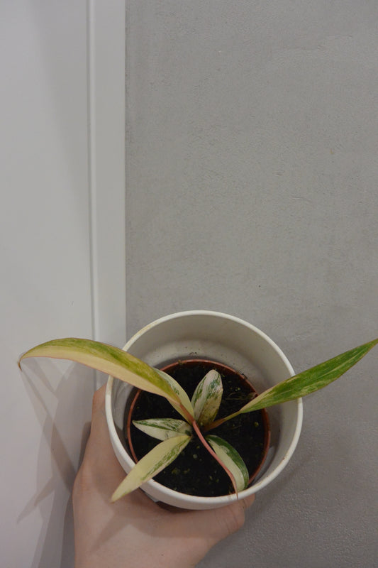 philodendron caramel marble