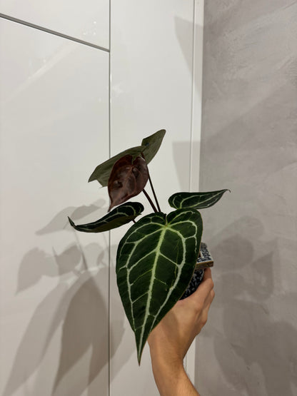 Anthurium crystallinum dark