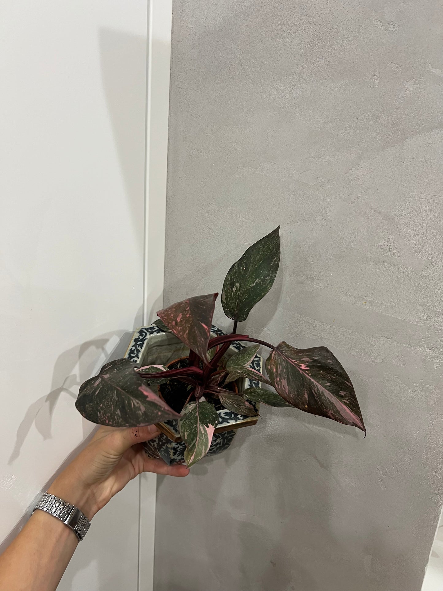 Philodendron pink princes