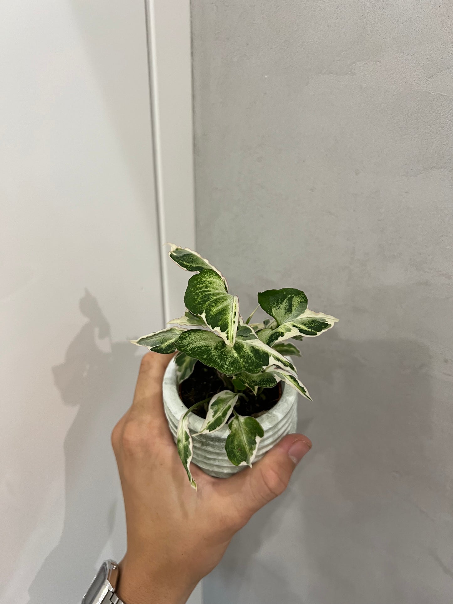 Syngonium Starlite