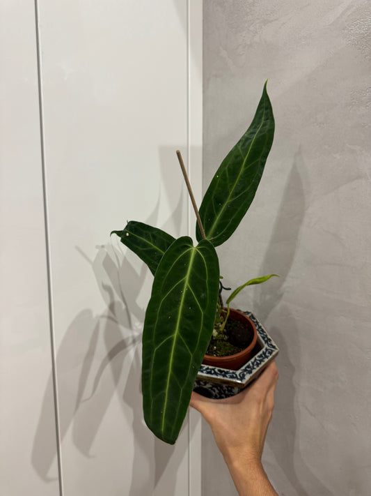 Anthurium warroqueanum
