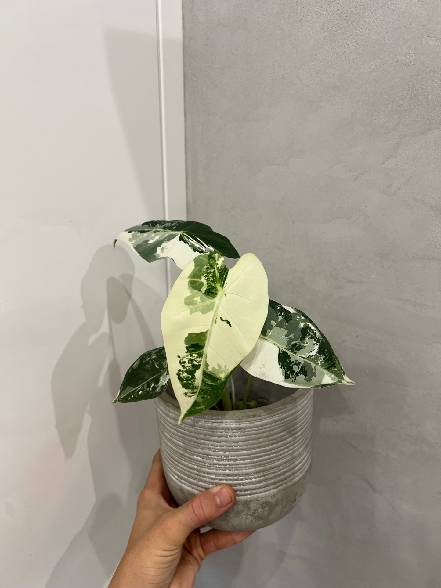 Alocasia frydek variegated