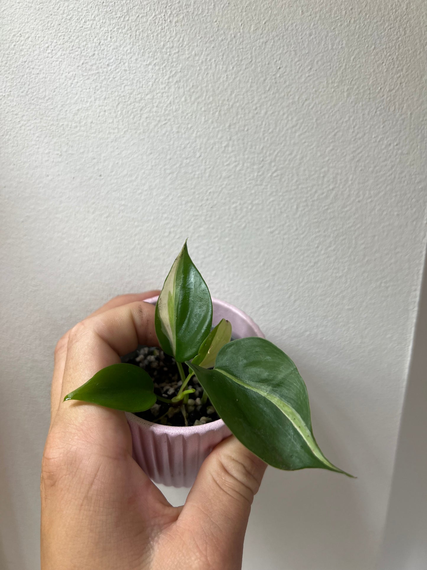 Philodendron cream splash