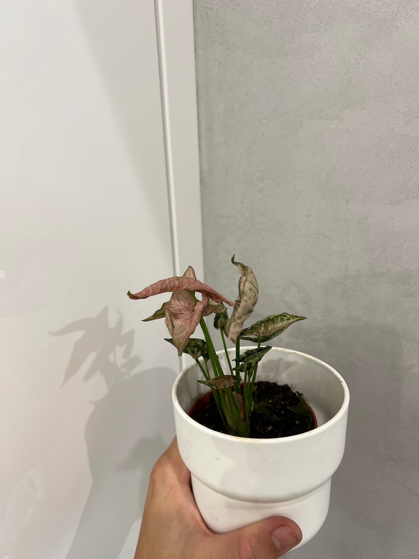 Syngonium pink rolli