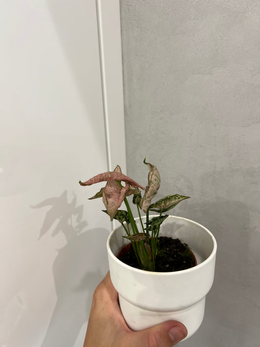 Syngonium pink rolli