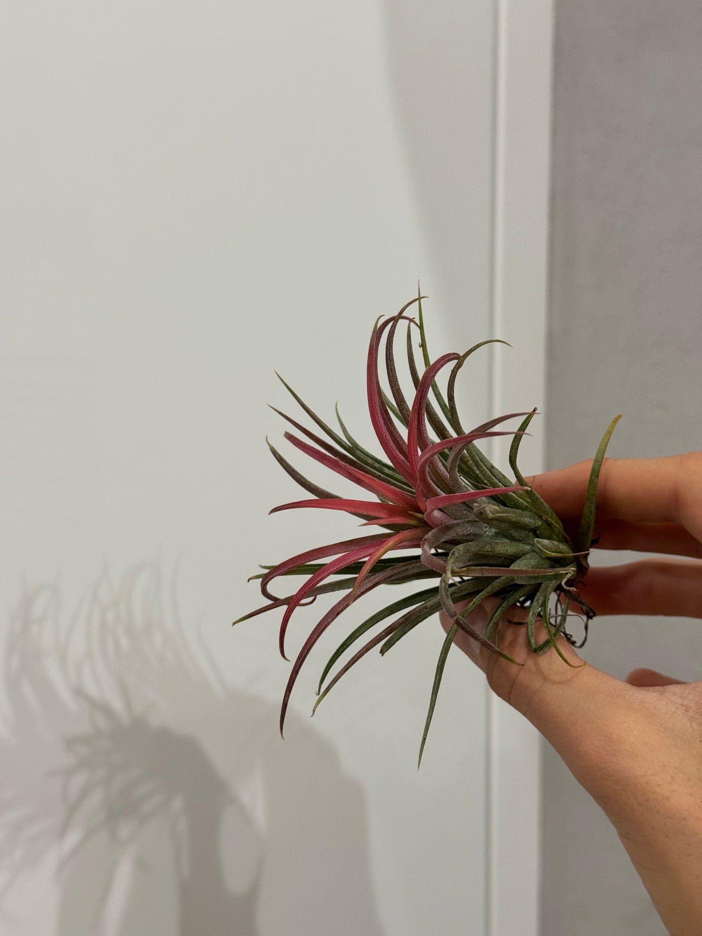 Tillandsia ionantha red