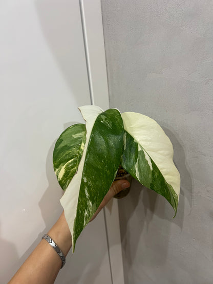 Epipremnum pinnatum albo