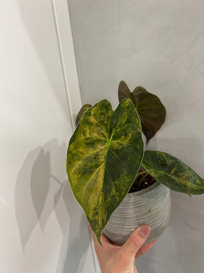 Alocasia wenti aurea variegated