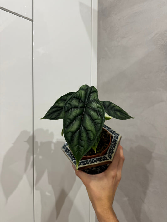 Alocasia dragon scale