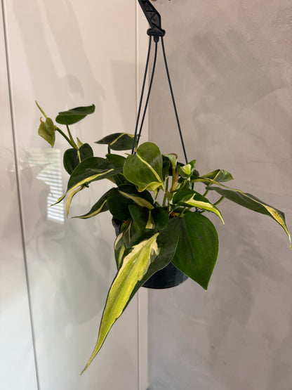 PHILODENDRON CREAM SPLASH