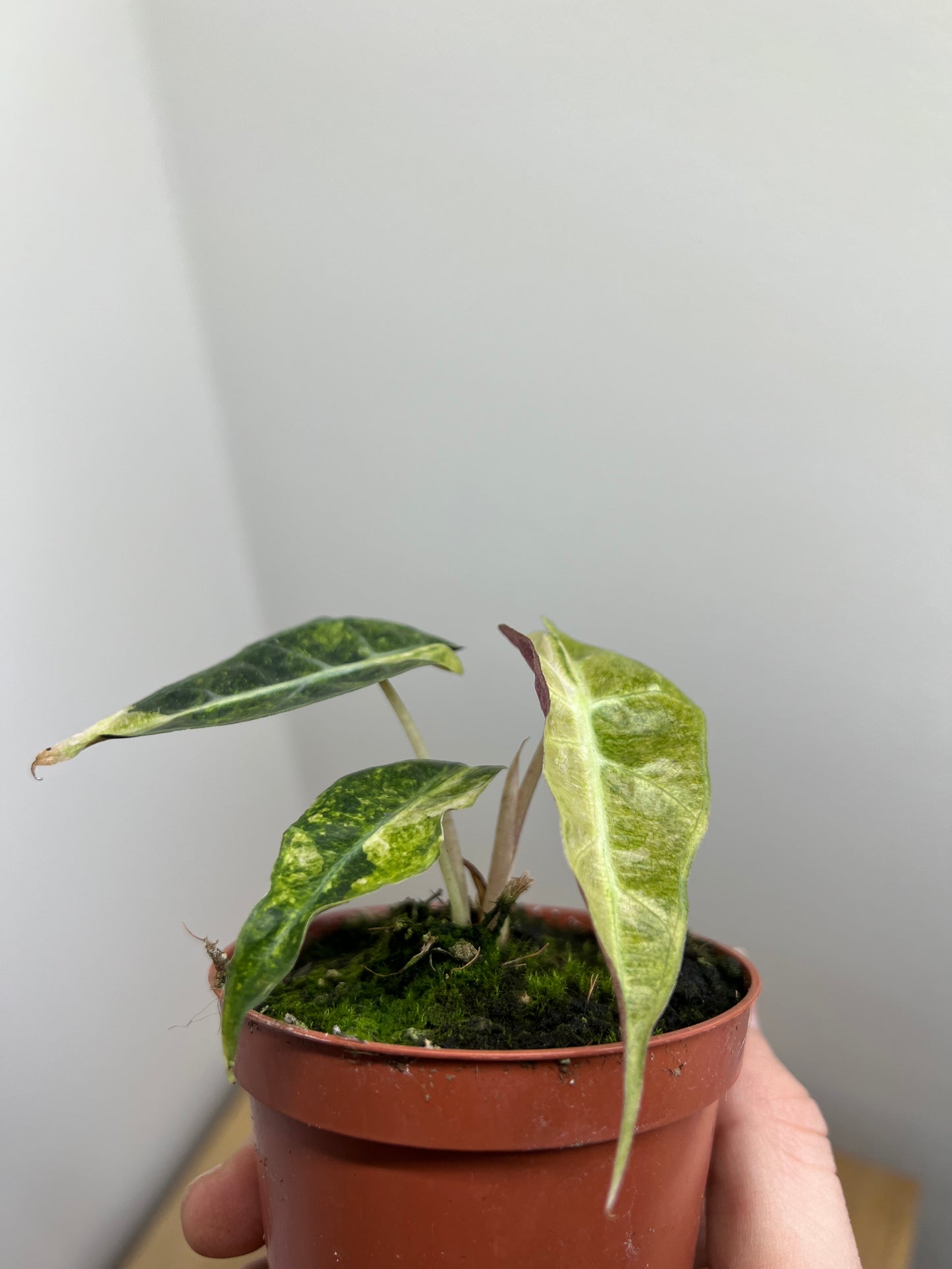 alocasia polly yellow variegata