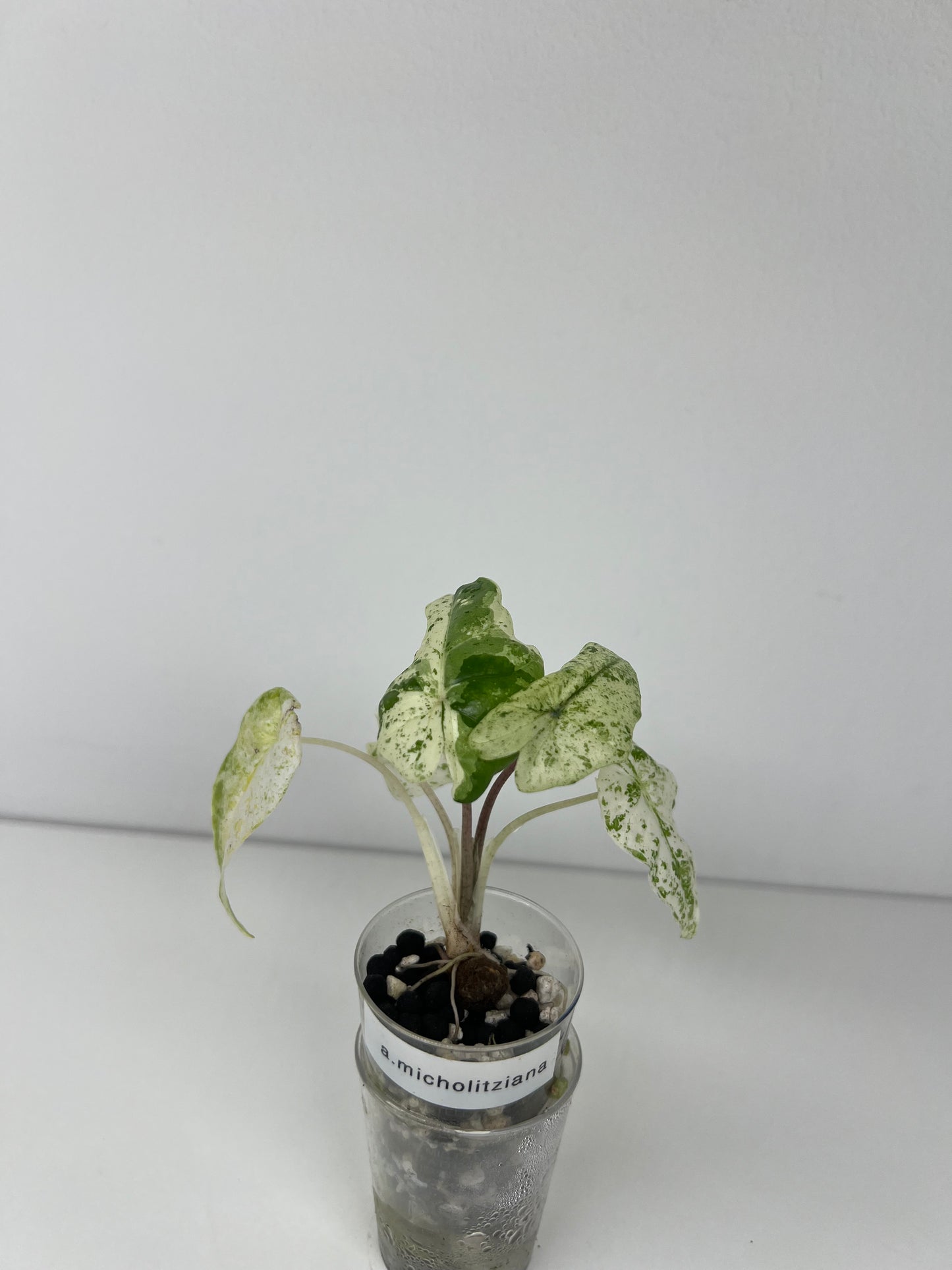 Alocasia micholitziana