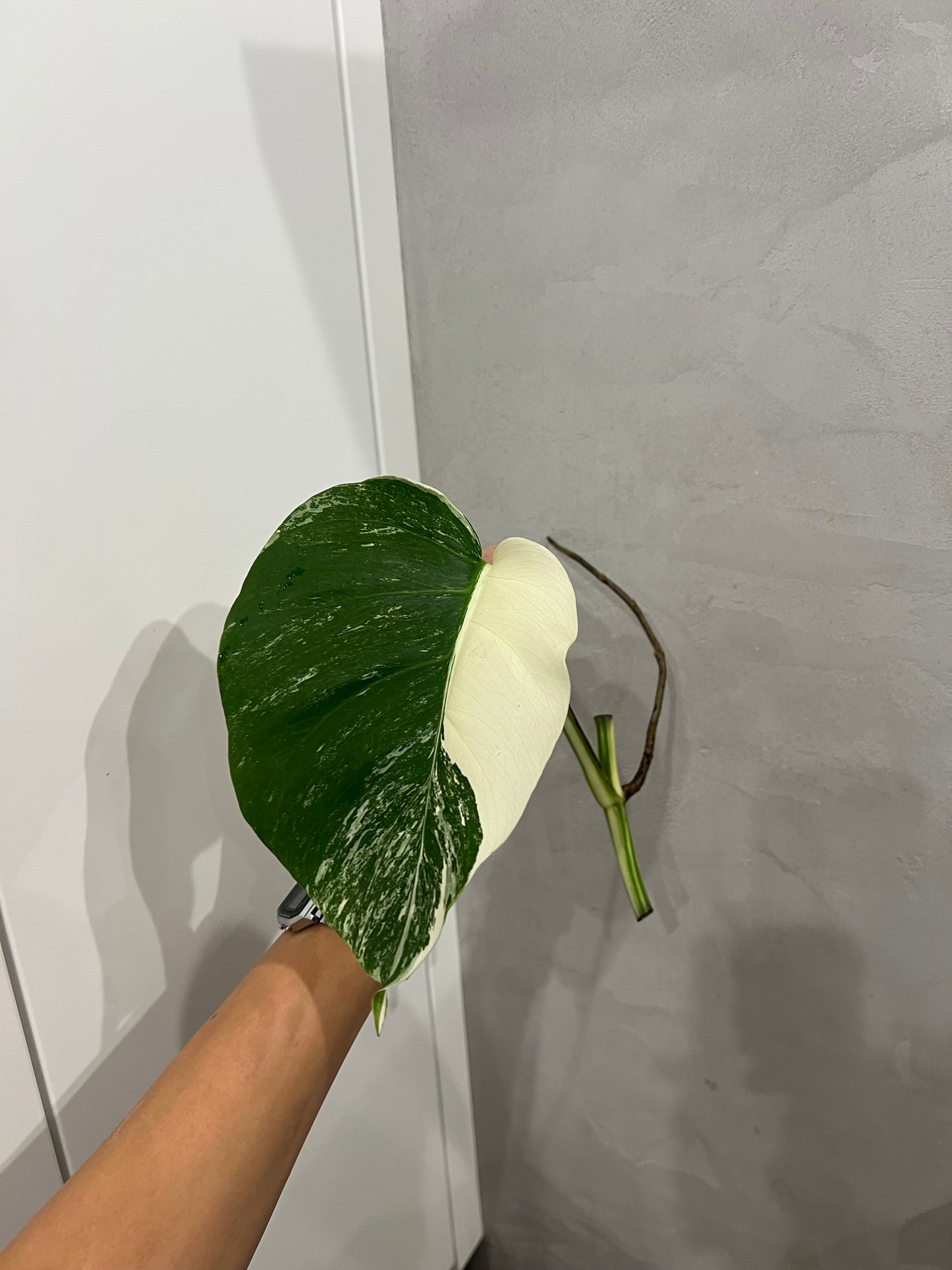 Monstera albo(halfmoon)