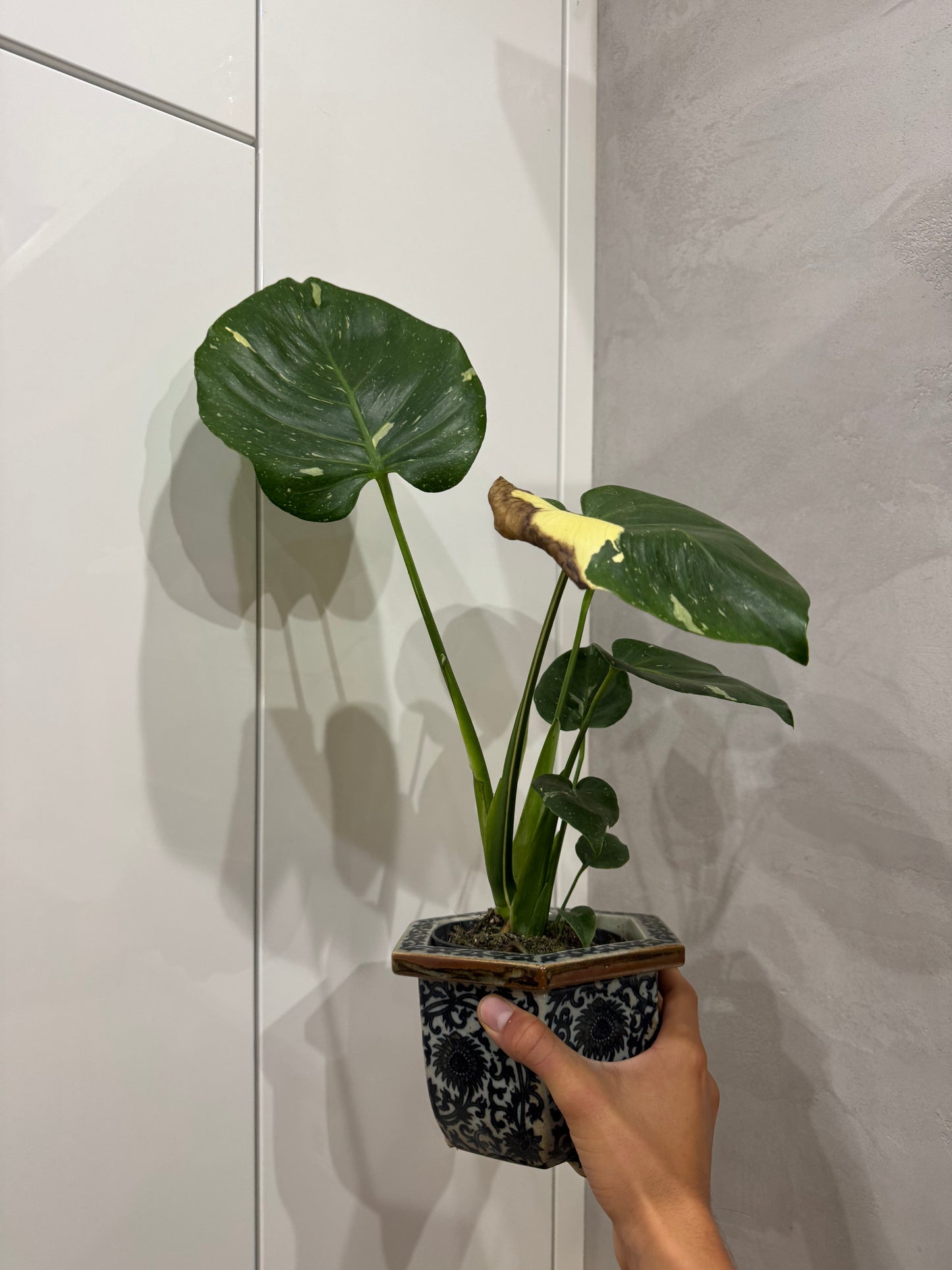 Monstera thai constellation 1