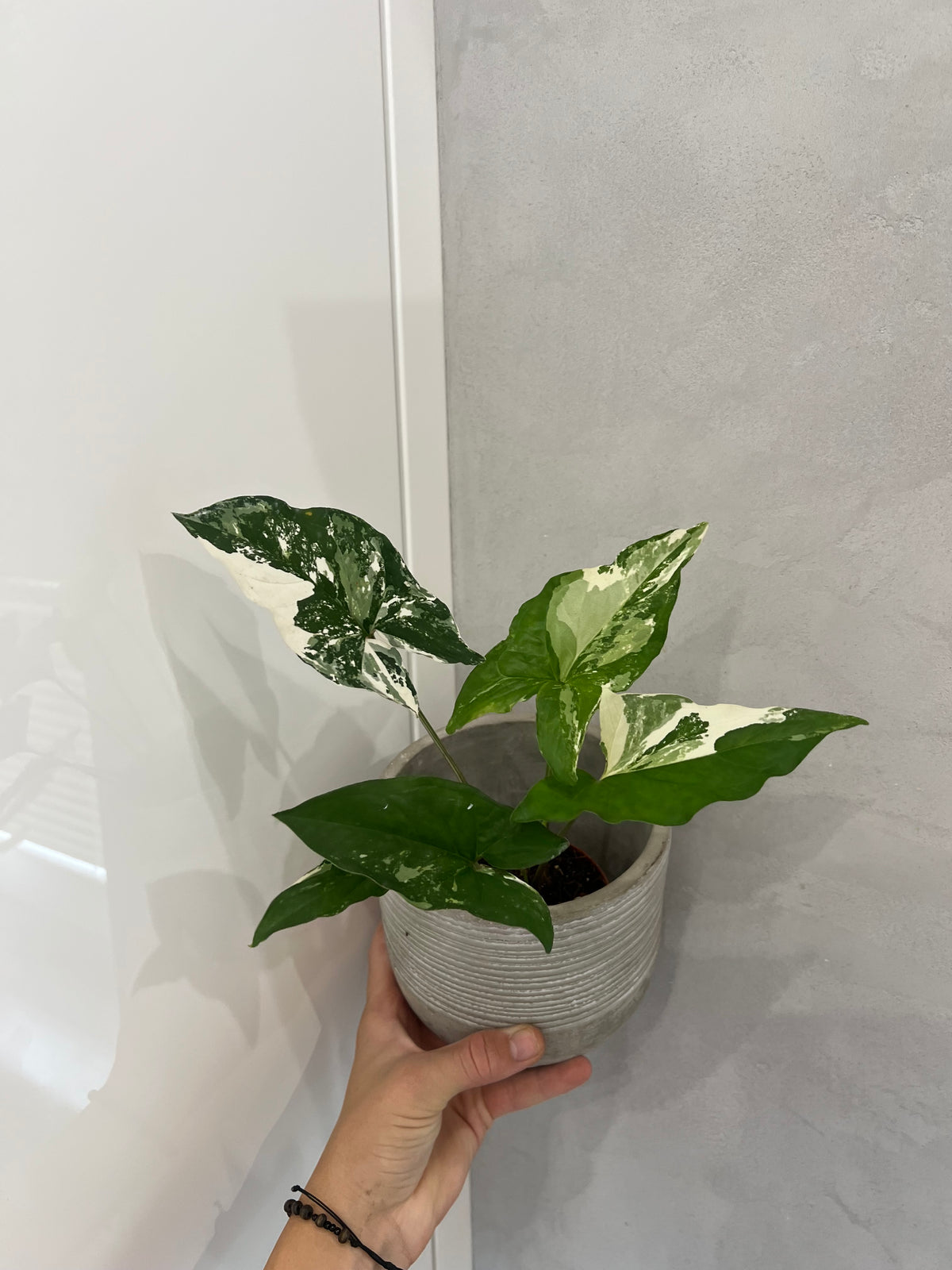 Syngonium albo