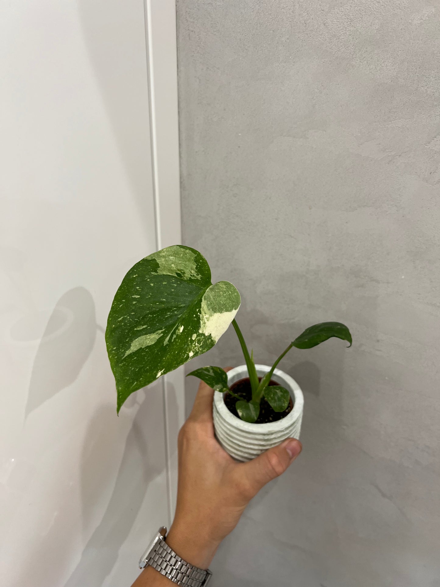Monstera