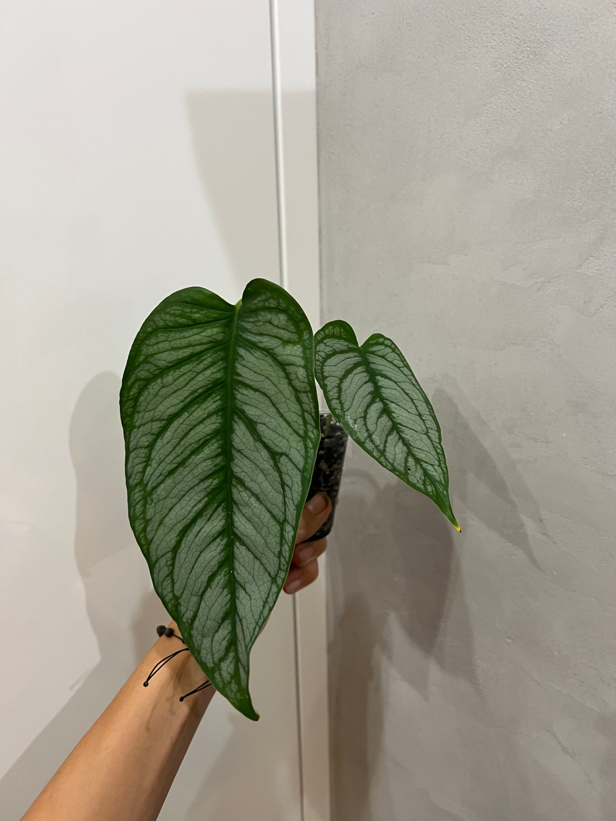 Monster siltapecana el salvador