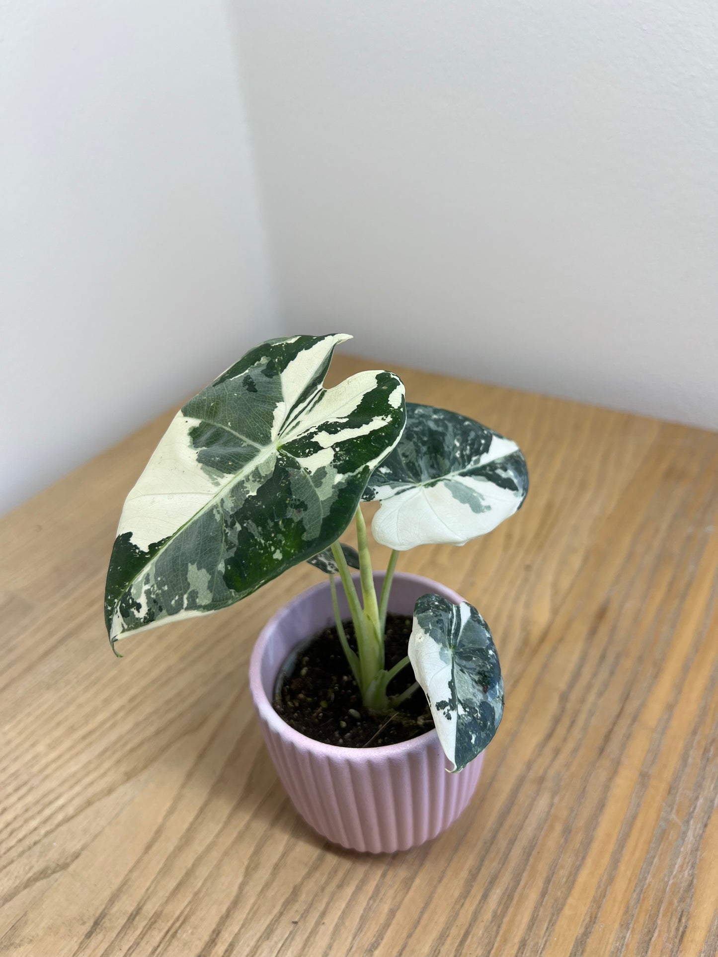 Alocasia Frydek variegata
