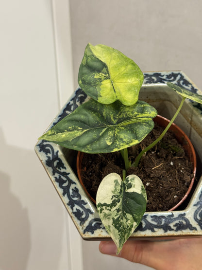 Alocasia dragon scale variegated