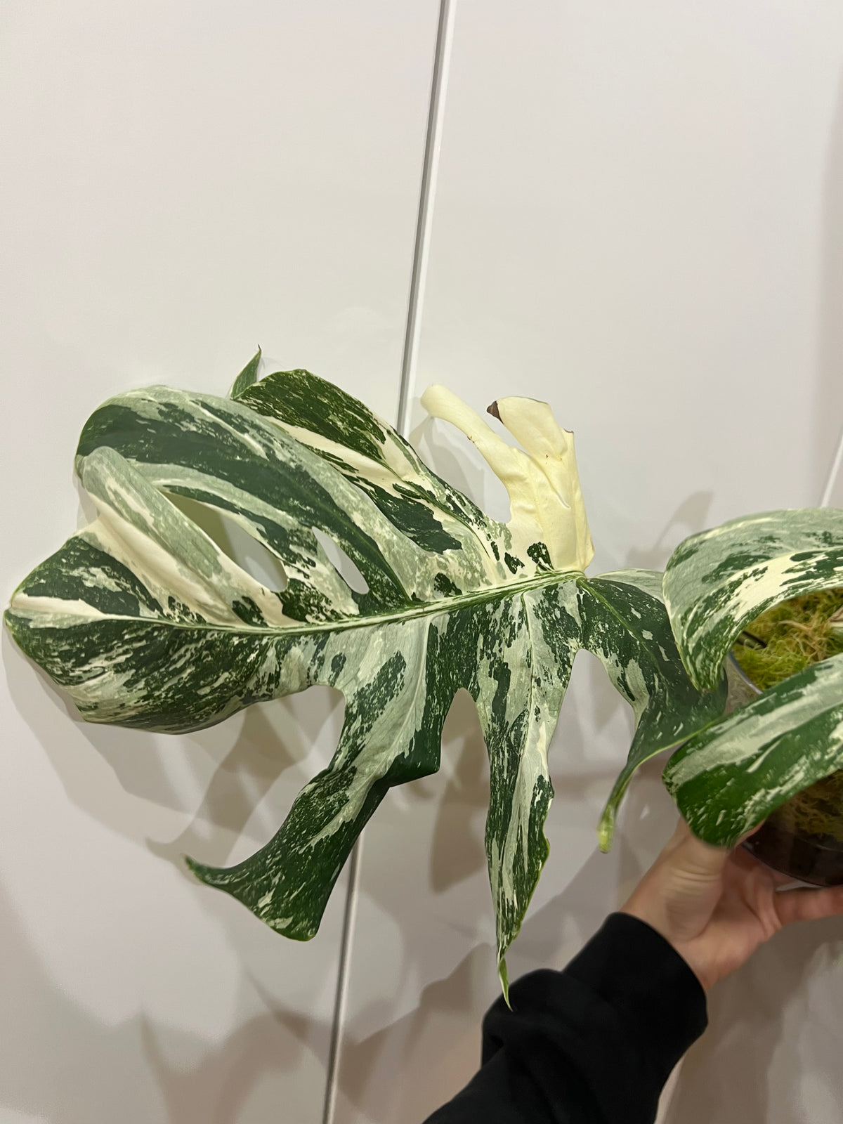 Monstera albo