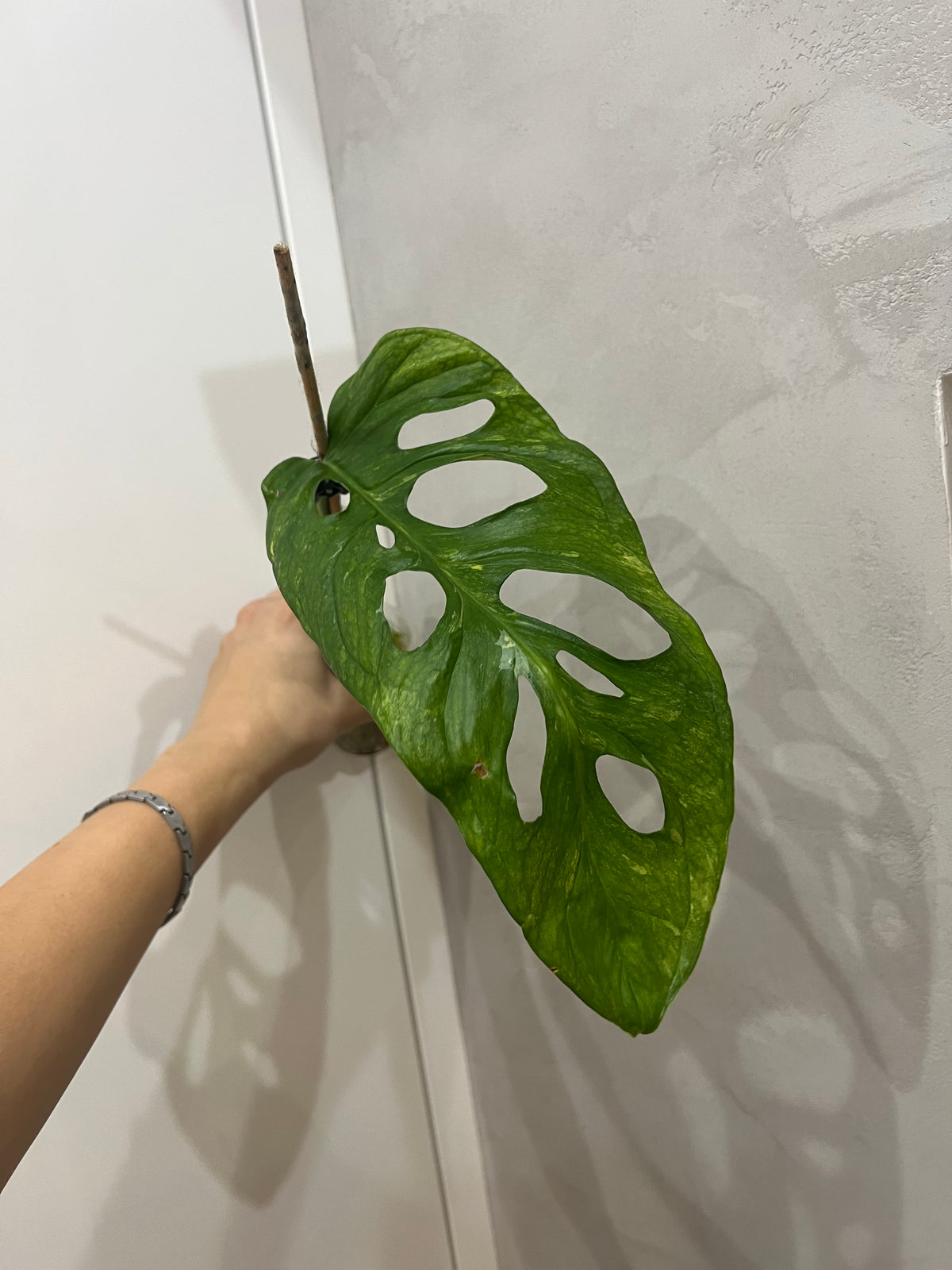 Monstera Obliqua Mayuna variegated