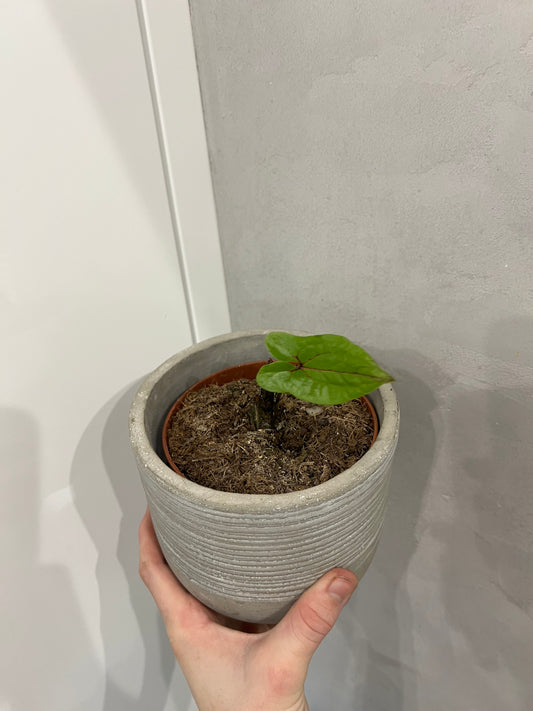 Alocasia ‘Black Jack’(Cyrtosperma johnstonii)