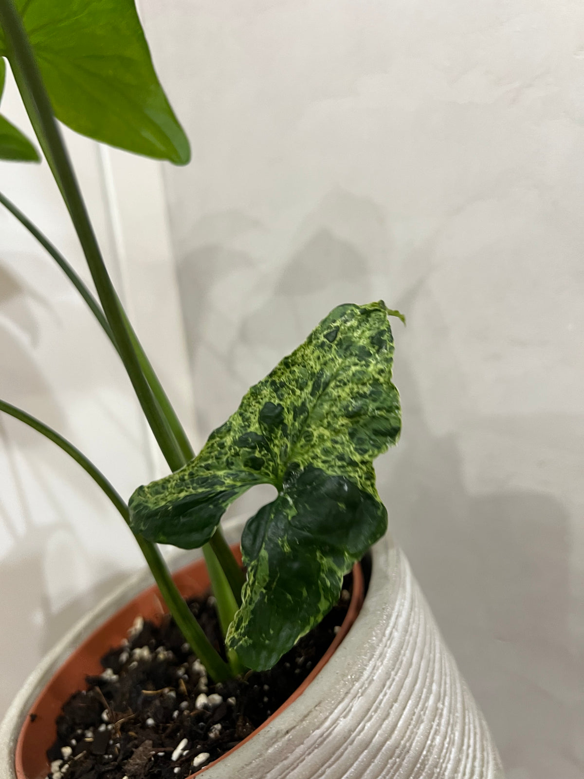 Syngonium mijito