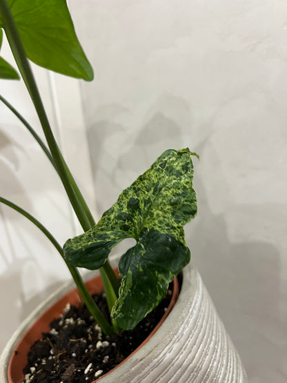 Syngonium mijito