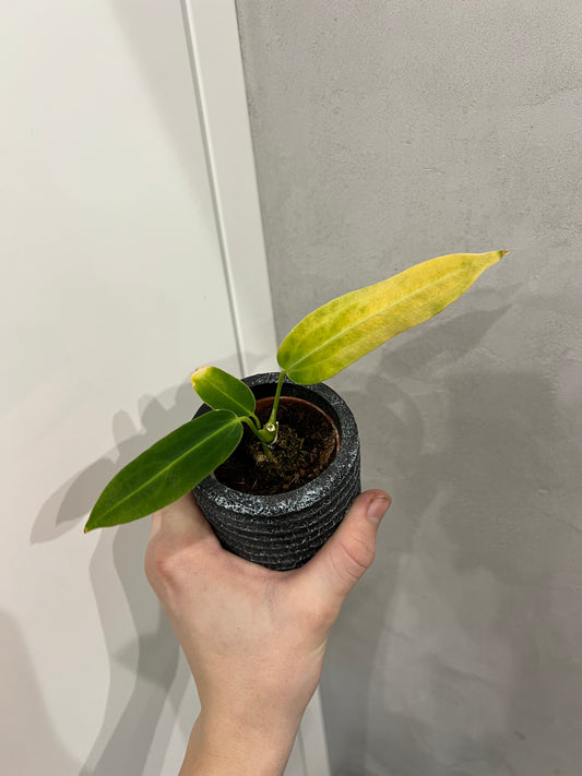 anthurium warocqueanum