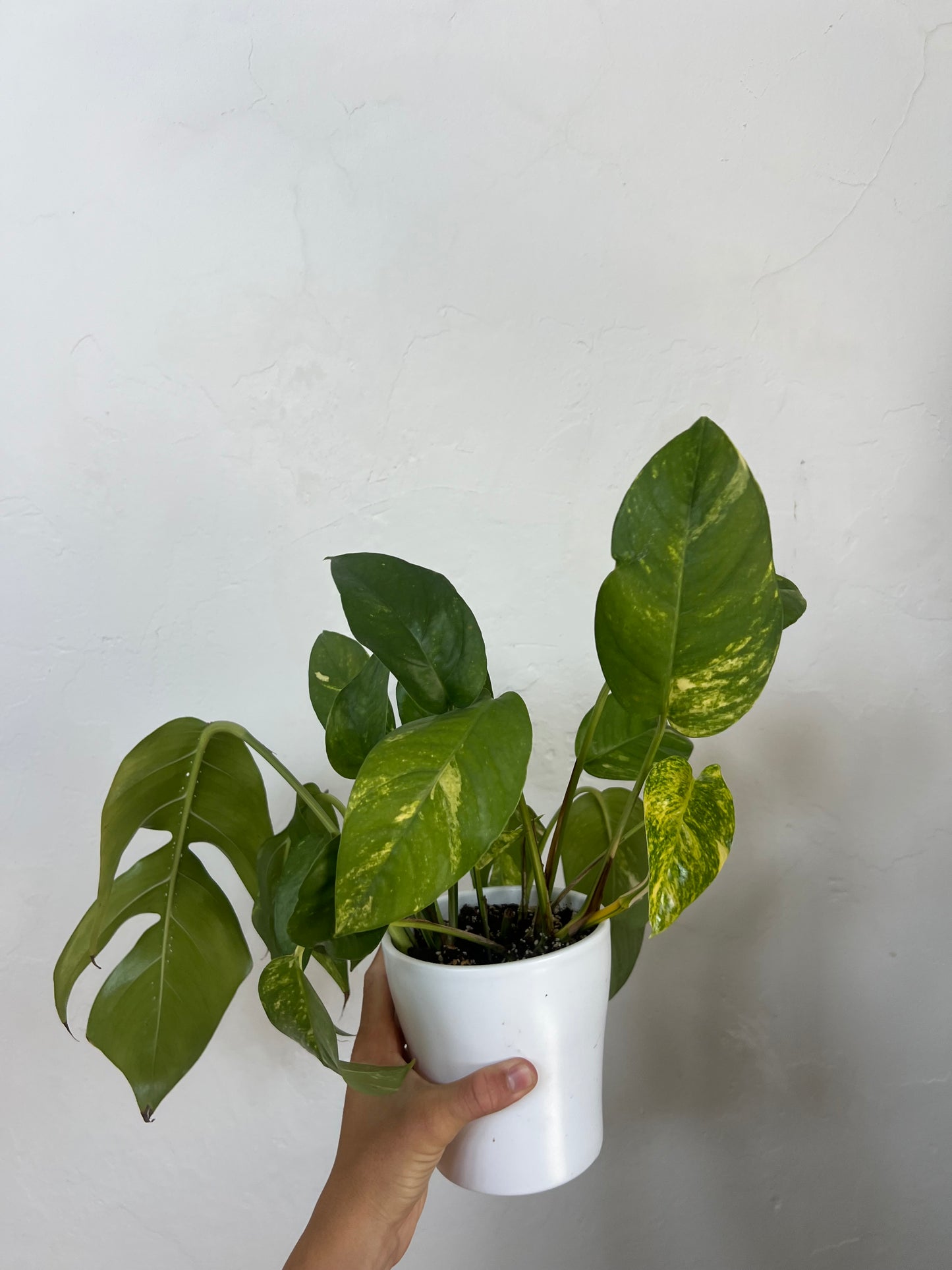 Epipremnum pinnatum cintho goldenfinger