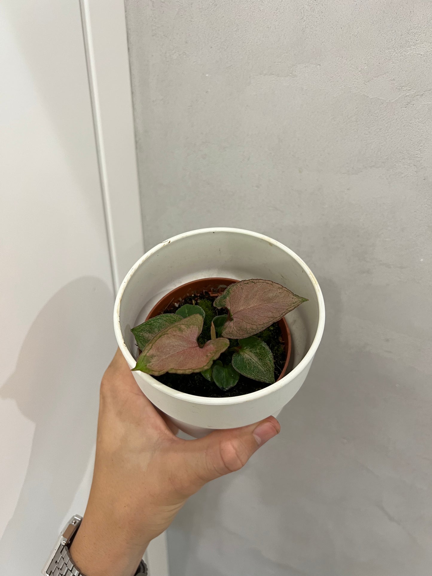 Syngonium Pink Perfection