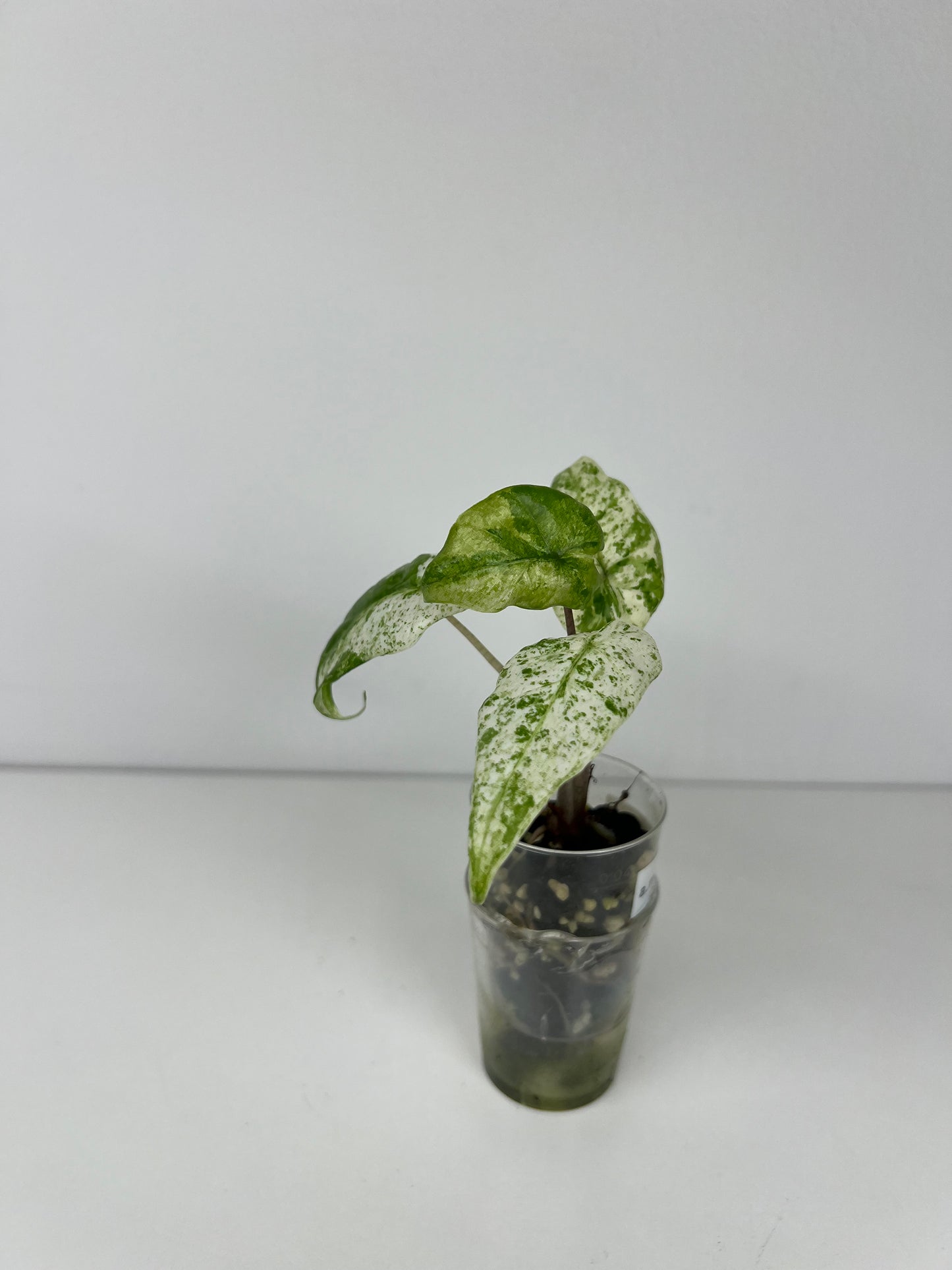 Alocasia micholitziana
