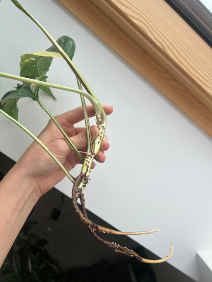Epipremnum pinnatum albo variegated