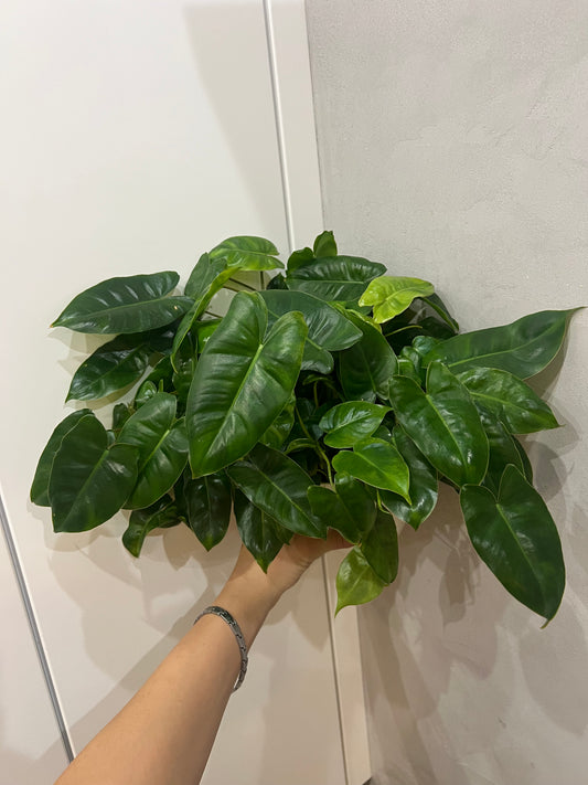 Philodendron burle marx variegated (revert)