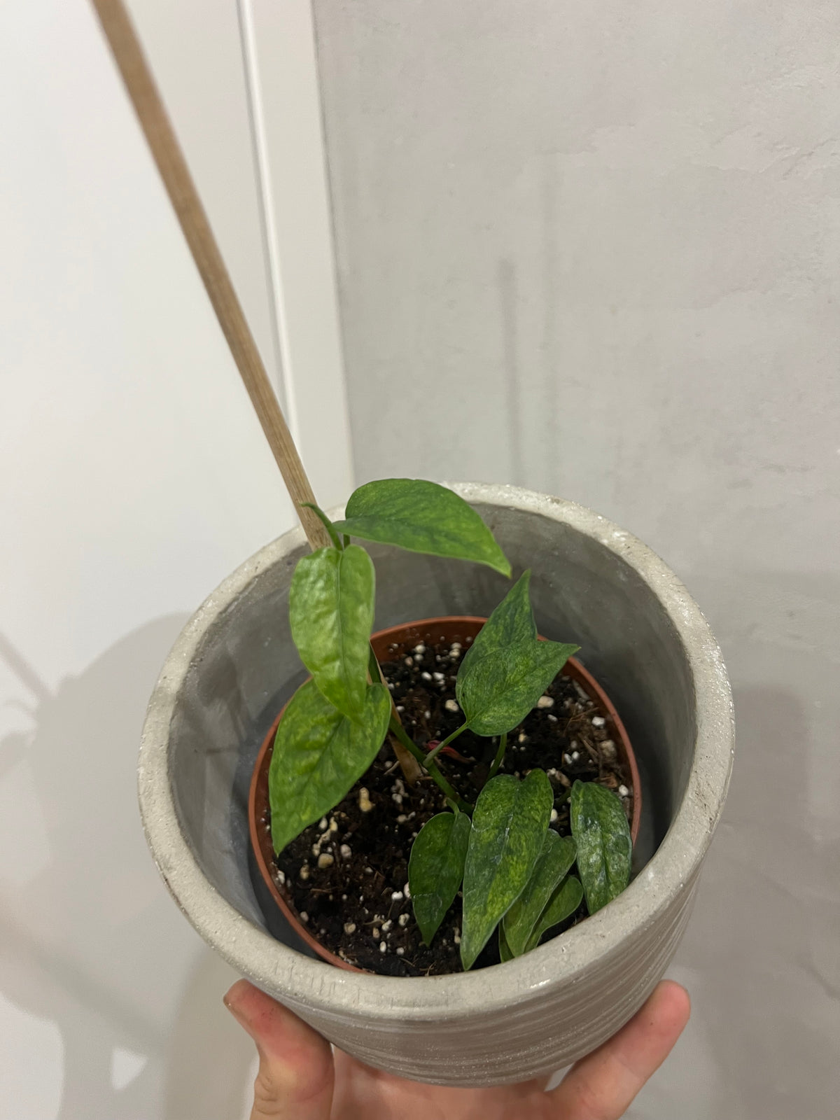 Epipremnum pinnatum yellow mint variegated