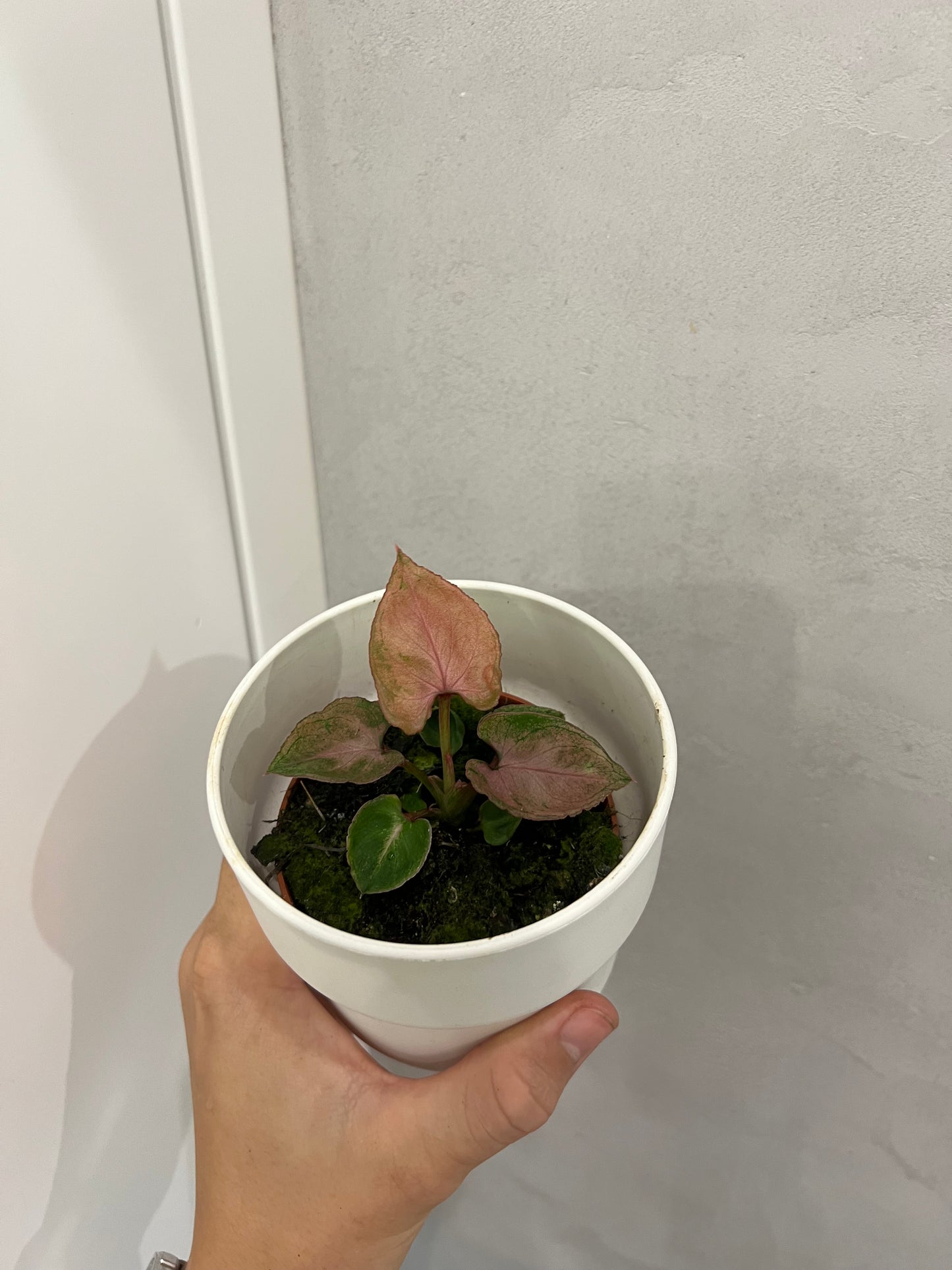 Syngonium Pink Perfection